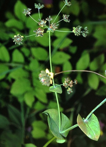Bupleurum longifolium © 