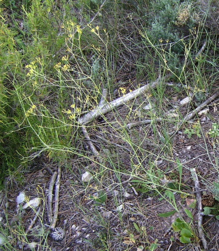 Bupleurum rigidum &copy; 