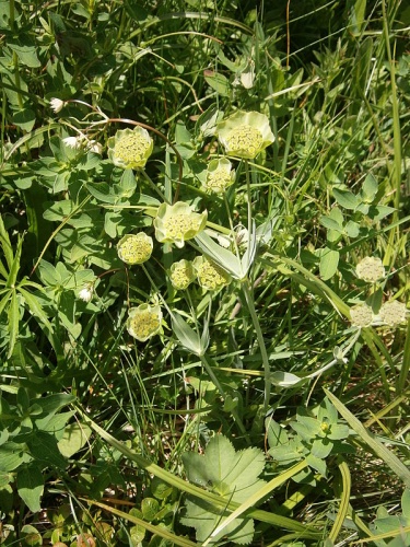 Bupleurum stellatum © <a href="//commons.wikimedia.org/wiki/User:Meneerke_bloem" title="User:Meneerke bloem">Meneerke bloem</a>