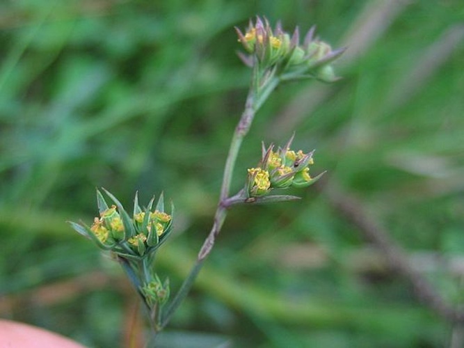 Bupleurum tenuissimum © Kristian Peters -- <a href="//commons.wikimedia.org/wiki/User:Fabelfroh" title="User:Fabelfroh">Fabelfroh</a> 08:34, 25 November 2006 (UTC)