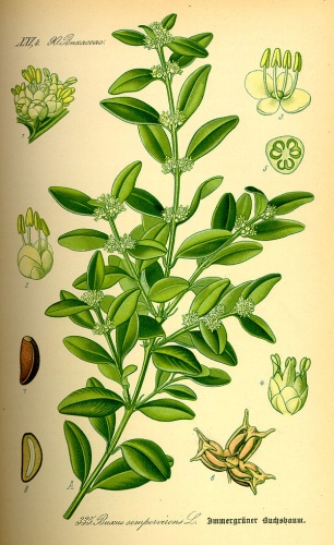 Buxus sempervirens © 
