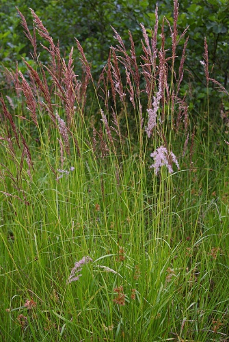 Calamagrostis canescens © <a href="//commons.wikimedia.org/wiki/User:Fice" title="User:Fice">Christian Fischer</a>