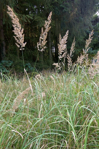 Calamagrostis epigejos © <a href="//commons.wikimedia.org/wiki/User:Fice" title="User:Fice">Christian Fischer</a>