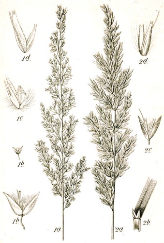 Calamagrostis varia © Johann Georg Sturm (Painter: <a href="https://en.wikipedia.org/wiki/Jacob_Sturm" class="extiw" title="en:Jacob Sturm">Jacob Sturm</a>)