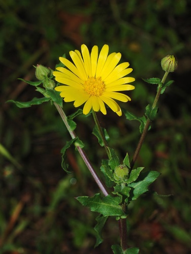 Calendula arvensis © <a href="//commons.wikimedia.org/wiki/User:Alvesgaspar" title="User:Alvesgaspar">Alvesgaspar</a>