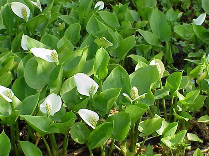 Calla palustris &copy; Kurt Stüber <a rel="nofollow" class="external autonumber" href="http://www.kurtstueber.de/">[1]</a>