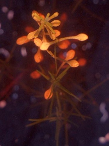 Callitriche brutia &copy; <a href="//commons.wikimedia.org/wiki/User:Ruppia2000" title="User:Ruppia2000">Ruppia2000</a>