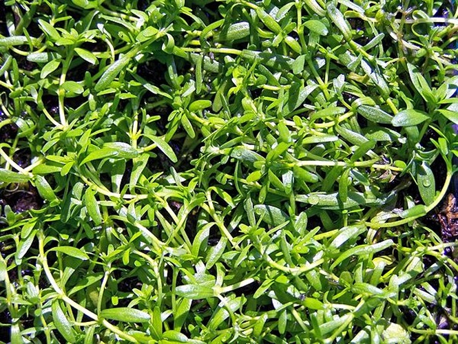 Callitriche palustris &copy; <a href="//commons.wikimedia.org/wiki/User:Teacoolish" title="User:Teacoolish">T.Voekler</a>