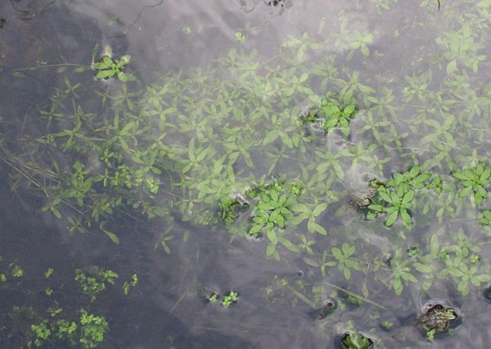 Callitriche platycarpa &copy; <a href="//commons.wikimedia.org/wiki/User:Rasbak" title="User:Rasbak">Rasbak</a>