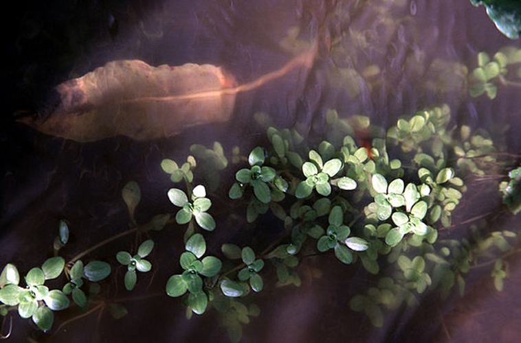 Callitriche stagnalis &copy; Gordon Leppig &amp; Andrea J. Pickart