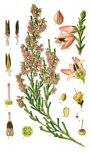 Calluna vulgaris &copy; 