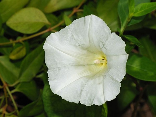 Calystegia sepium © <a href="//commons.wikimedia.org/wiki/User:Alvesgaspar" title="User:Alvesgaspar">Alvesgaspar</a>