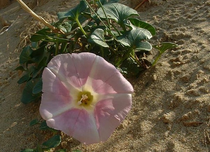 Calystegia soldanella © <a href="https://en.wikipedia.org/wiki/fr:User:Jeffdelonge" class="extiw" title="w:fr:User:Jeffdelonge">Jeffdelonge</a> at <a href="https://en.wikipedia.org/wiki/fr:" class="extiw" title="w:fr:">French Wikipedia</a>