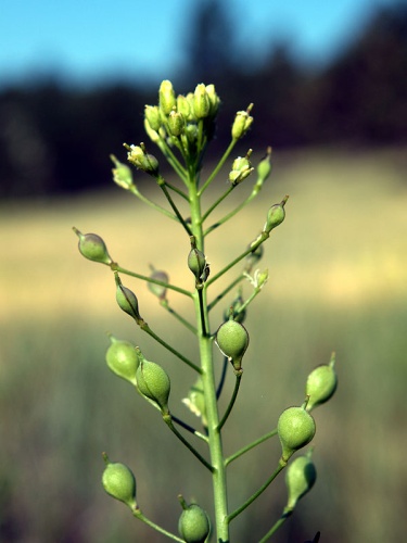 Camelina microcarpa © Jim Pisarowicz