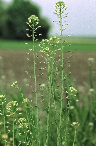 Camelina sativa © 