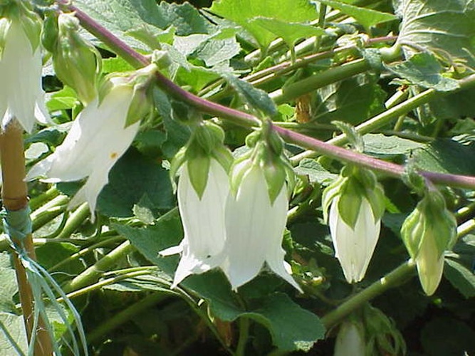 Campanula alliariifolia &copy; Kurt Stüber <a rel="nofollow" class="external autonumber" href="http://www.kurtstueber.de/">[1]</a>