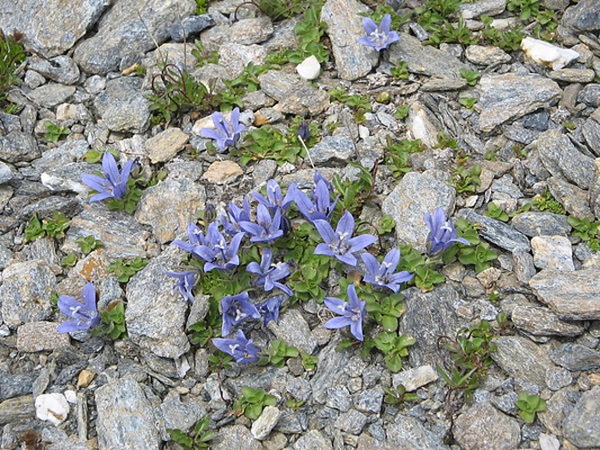 Campanula cenisia © Meneerke bloem