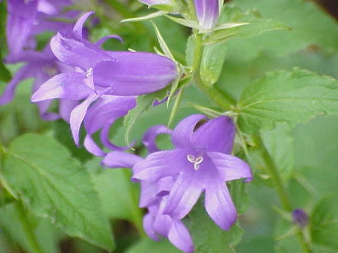 Campanula latifolia &copy; Kurt Stüber <a rel="nofollow" class="external autonumber" href="http://www.kurtstueber.de/">[1]</a>