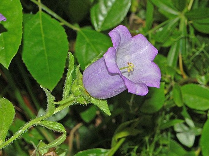 Campanula medium © <a href="//commons.wikimedia.org/wiki/User:Hectonichus" title="User:Hectonichus">Hectonichus</a>