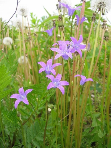 Campanula patula &copy; 