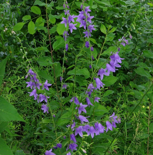 Campanula rapunculoides &copy; <a href="//commons.wikimedia.org/wiki/User:Dger" title="User:Dger">D. Gordon E. Robertson</a>