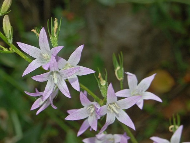 Campanula rapunculus &copy; <a href="//commons.wikimedia.org/wiki/User:Hectonichus" title="User:Hectonichus">Hectonichus</a>