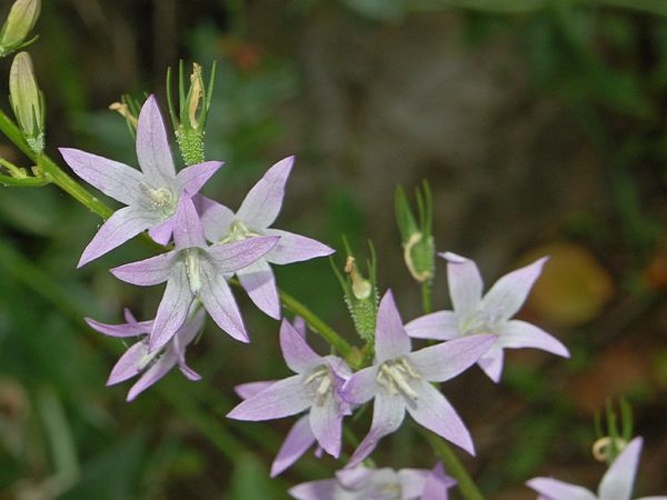 Campanula rapunculus © <a href="//commons.wikimedia.org/wiki/User:Hectonichus" title="User:Hectonichus">Hectonichus</a>