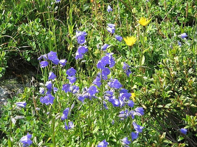 Campanula rhomboidalis &copy; Meneerke bloem