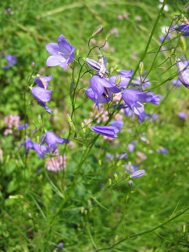 Campanula rotundifolia &copy; 