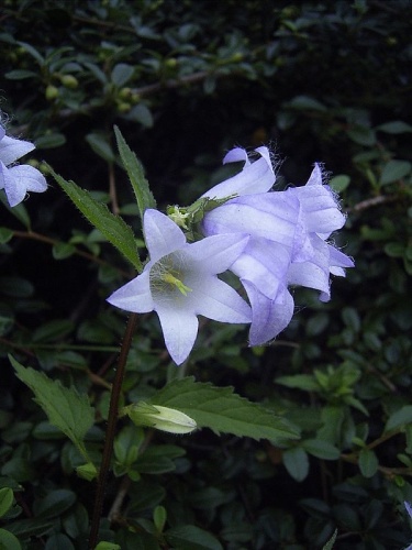 Campanula trachelium © No machine-readable author provided. <a href="//commons.wikimedia.org/wiki/User:Denis_Barthel" title="User:Denis Barthel">Denis Barthel</a> assumed (based on copyright claims).
