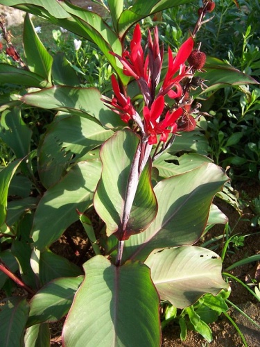 Canna indica © No machine-readable author provided. <a href="//commons.wikimedia.org/wiki/User:B.navez" title="User:B.navez">B.navez</a> assumed (based on copyright claims).