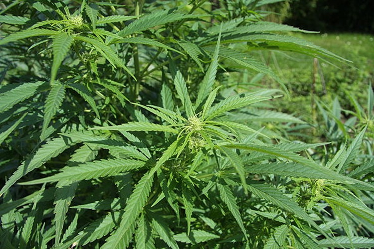 Cannabis sativa © <a href="//commons.wikimedia.org/wiki/User:Chmee2" title="User:Chmee2">Chmee2</a>
