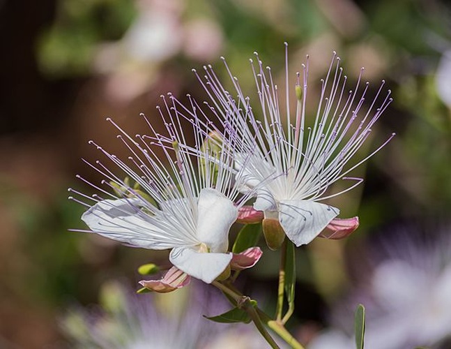 Capparis spinosa © <a href="//commons.wikimedia.org/wiki/User:IssamBarhoumi" title="User:IssamBarhoumi">IssamBarhoumi</a>