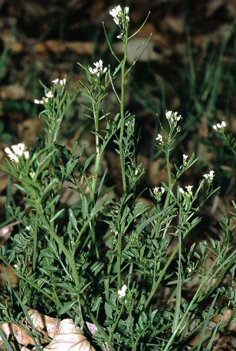 Cardamine flexuosa &copy; 