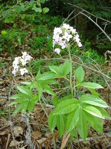 Cardamine heptaphylla &copy; 