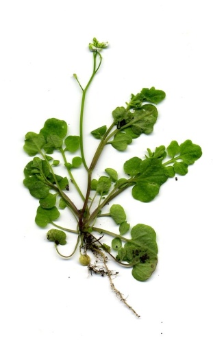 Cardamine hirsuta &copy; No machine-readable author provided. <a href="//commons.wikimedia.org/wiki/User:Velela" title="User:Velela">Velela</a> assumed (based on copyright claims).