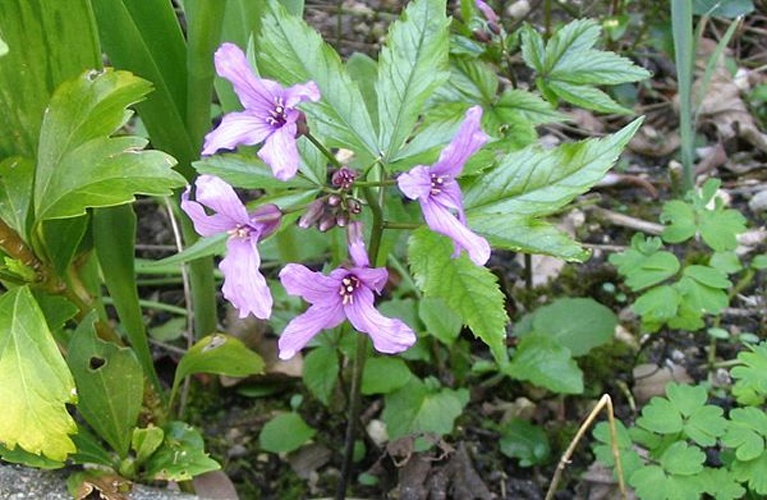 Cardamine pentaphyllos &copy; <a href="//commons.wikimedia.org/wiki/User:Patrice78500" title="User:Patrice78500">Patrice78500</a>