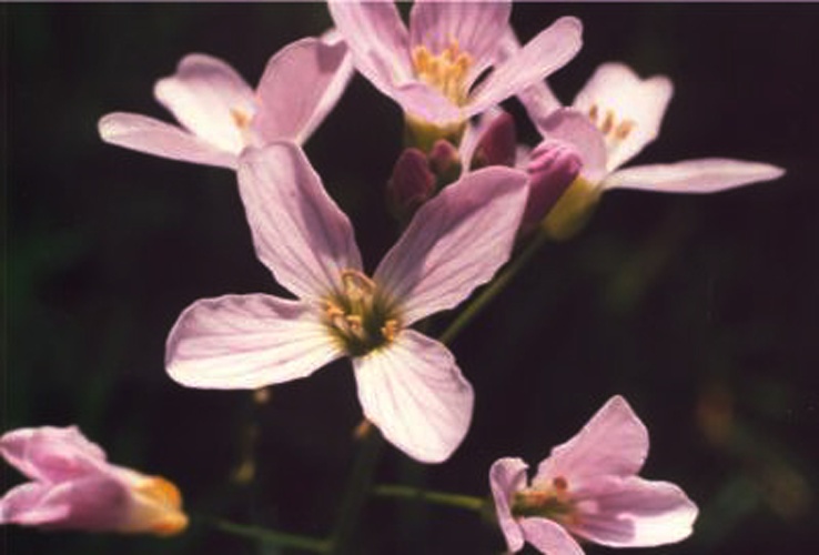 Cardamine pratensis © 