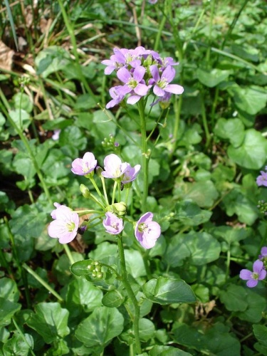Cardamine raphanifolia &copy; 