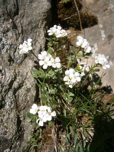 Cardamine resedifolia © <a href="//commons.wikimedia.org/wiki/User:Meneerke_bloem" title="User:Meneerke bloem">Meneerke bloem</a>
