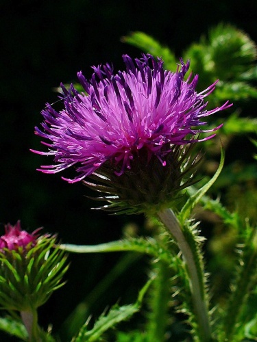 Carduus crispus © H. Zell