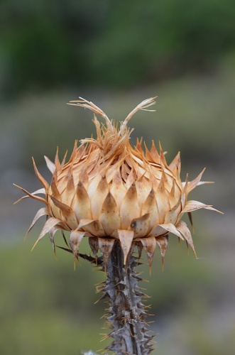 Carduus nigrescens &copy; <a href="//commons.wikimedia.org/wiki/User:Jean.claude" title="User:Jean.claude">Jean.claude</a>