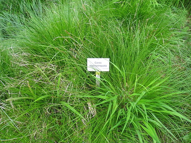 Carex appropinquata © <a href="//commons.wikimedia.org/wiki/User:Daderot" title="User:Daderot">Daderot</a>