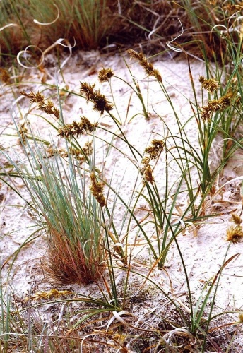 Carex arenaria © <a href="//commons.wikimedia.org/wiki/User:Fice" title="User:Fice">Christian Fischer</a>