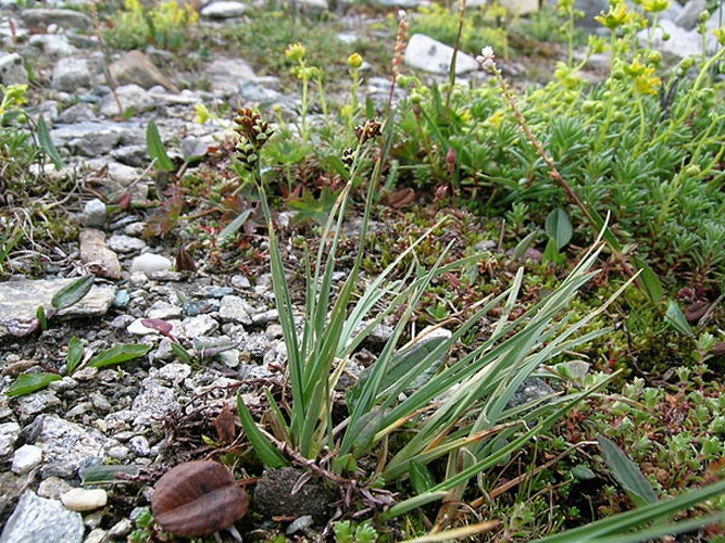 Carex bicolor © No machine-readable author provided. <a href="//commons.wikimedia.org/w/index.php?title=User:Thommybe&amp;action=edit&amp;redlink=1" class="new" title="User:Thommybe (page does not exist)">Thommybe</a> assumed (based on copyright claims).