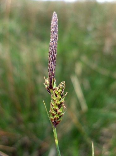 Carex binervis &copy; <a href="//commons.wikimedia.org/wiki/User:Stemonitis" title="User:Stemonitis">Stemonitis</a>
