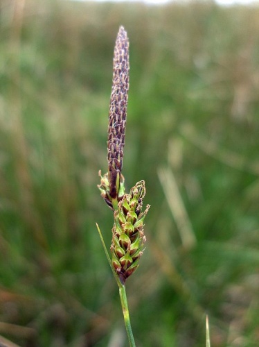 Carex binervis © <a href="//commons.wikimedia.org/wiki/User:Stemonitis" title="User:Stemonitis">Stemonitis</a>
