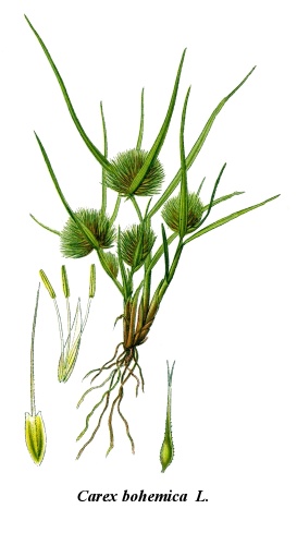 Carex bohemica © 