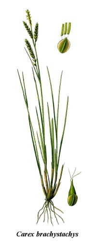 Carex brachystachys © 