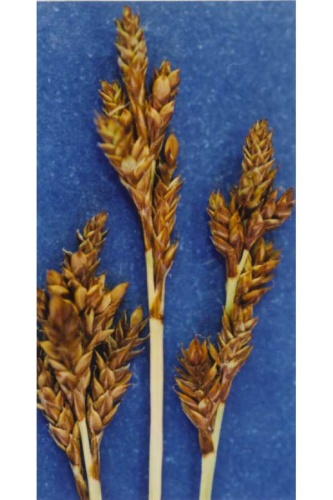 Carex brunnescens © Hurd, E.G., N.L. Shaw, J. Mastrogiuseppe, L.C. Smithman, &amp; S. Goodrich. 1998. Field guide to Intermountain sedges. Gen. Tech. Rep. RMS-GTR-10. USDA FS RMRS, Ogden, UT. Courtesy of USDA FS RMRS Boise Aquatic Sciences Lab.
